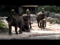 Singapore Zoo - Elephants of Asia Show Part 2 HD 1080p