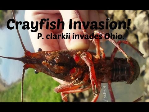 Crayfish Invasion! (P. clarkii invades Ohio) Crayfish Invasion! (P. clarkii invades Ohio)