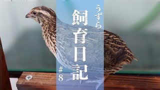 【飼育/うずら】うずらを46日間飼育し続けた結果...