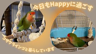 インコのおもちゃと発情のこと／今日もハッピーに過ごす