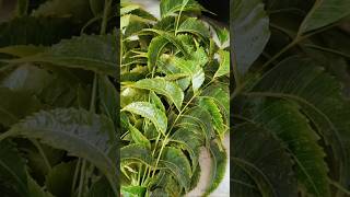 Neem leaves🌿 for hair growth 📈#shortvideo #ytshorts @Selflove09781