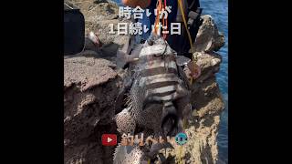 【爆釣】長崎市の沖磯で時合いが1日中続いた日。ショート動画総集編。 #fishing #石鯛 #釣り #shimano