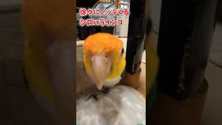 【むむむ】シロハラインコ🙂虎太郎🤠 #シロハラインコ #caique #むむむ #インコ #1人遊び #夢中 #遊んで #インコのいる暮らし #インコ遊び #おもちゃ #無邪気 #ありのまま#わんぱく