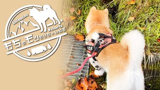 【キャンプ場周辺散歩】気になる溝と柴犬【Shiba inu】 #shorts