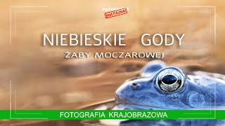 🚩 Jak fotografować żaby - Niebieskie gody żaby moczarowej - Fotografia jest Fajna