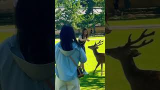 鹿にセンベイあげる外国人観光客🦌奈良公園