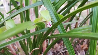 cymbidium goeringii in my garden in Japan