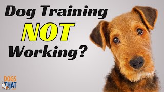 Dog Training Gone Wrong! 3 Culprits To Watch For