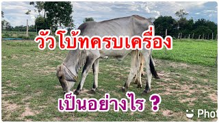 วัวโบ๊ทครบเครื่อง เป็นอย่างไร? ลักษณะของวัวโบ๊ทครบเครื่อง