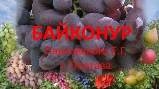 @Виноград 2019  Виноград Байконур  Отзыв о винограде