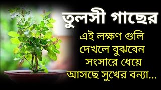 তুলসীগাছের এই লক্ষণগুলি বাড়িতে দেখলে জানবেন বাড়িতে আসছে সুখ সমৃদ্ধি #tulsi #krishna #ভক্তিশক্তি