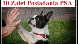 10 Zalet Posiadania PSA - Dlaczego Warto mieć Psa