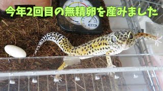 ユズが今年2回目の無精卵を産みました　レオパ観察日記＃129