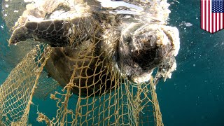 Ghost nets: The ocean's silent killer, explained - TomoNews