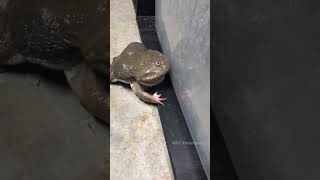 सांप से मेंढक 🐸 कैसे बचते हैं? BY Wild Adventures