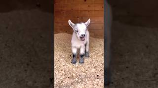 Cute baby goat 🐐🤩🤩#cute#baby#goat#shorts#youtubeshort#animals#funny#reels#viral#trending
