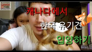 캐나다에서 한국 유기견 입양하기adopt dont buy:)how to adopt dog from korea!