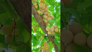 Why Ginkgo Fruit Turns Silver Underwater?