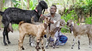 বিটল তোতাপুরী হরিয়ানা ও বাচ্চা সহ মা ছাগল কিনুন