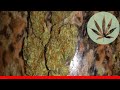 Ken'S Kush - All About This Strain
