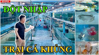 Đột nhập trại cá khủng chuyên sỉ cá cảnh các loại có quy mô gần 500m2 | Bán sỉ cá cảnh | Cá cảnh