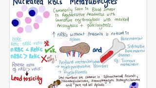 Metarubricytes nucleated RBCs | Veterinary haematology