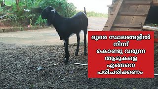 ദൂരെ സ്ഥലങ്ങളിൽ നിന്ന് കൊണ്ടുവരുന്ന ആടുകളെ എങ്ങനെ പരിചരിക്കണം.