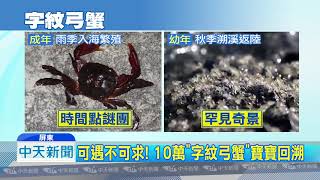 20180918中天新聞　好療癒！　10萬「字紋弓蟹」寶寶回溯上岸