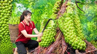 WOMEN Harvesting Wild Eggplant Go to Sell - A type of firecracker used to make explosives during war