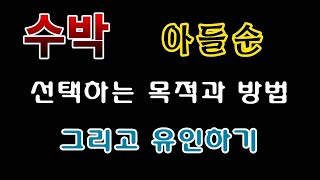 [텃밭농부. 1,095]  수박 아들순을 이렇게 선택하고 유인하세요 #수박재배