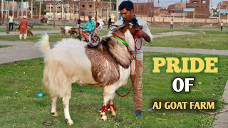 Pride Of AJ Goat Farm Villain Full Garam Malwa Bakra