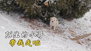 暴雪天氣汽車被大雪覆蓋不能使用，小哥徒步上班遇見了這只小狗崽