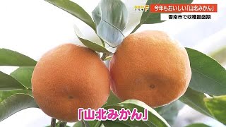 完熟「山北みかん」収穫最盛期　酸味と甘みのバランスが抜群！【高知】 (21/07/02 18:00)