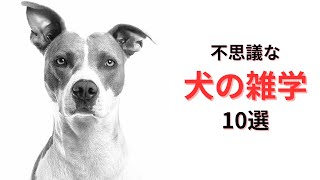 【雑学犬】知って得する！犬の面白い雑学10選！