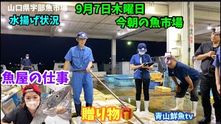 【水揚げ状況】【時化】【贈り物🎁】【魚屋の仕事】今朝の魚市場9月7日木曜日の水揚げ状況