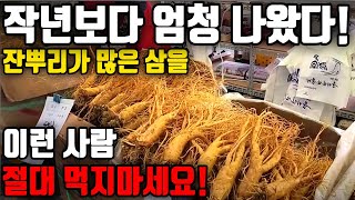 작년보다 엄청 나왔다! 잔뿌리가 많은 삼을? 이런 사람 절대 먹지마세요! #인삼 #홍삼 #풍기인삼 #풍기인삼축제 #인삼가격