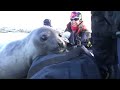 curious baby elephant seal