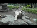 平川動物公園 ホワイトタイガー