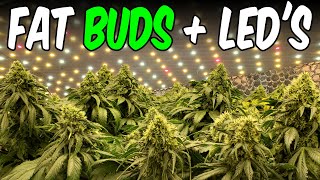 OG Kush from Seed Indoor Grow Ep.6 Mars Hydro TSL2000 unboxing week 5 flower BIG BUDS!