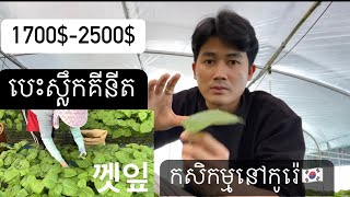 បេះស្លឹក​គីនីត🌱? ​ នៅប្រទេសកូរ៉េខាងត្បូង🇰🇷​ ទទួលបានប្រាក់ខែប៉ុន្មាន?ផ្នែកកសិកម្ម