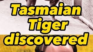 Tasmanian tiger Rediscovered #tiger #nature #tasmania #interesting #animals #shorts