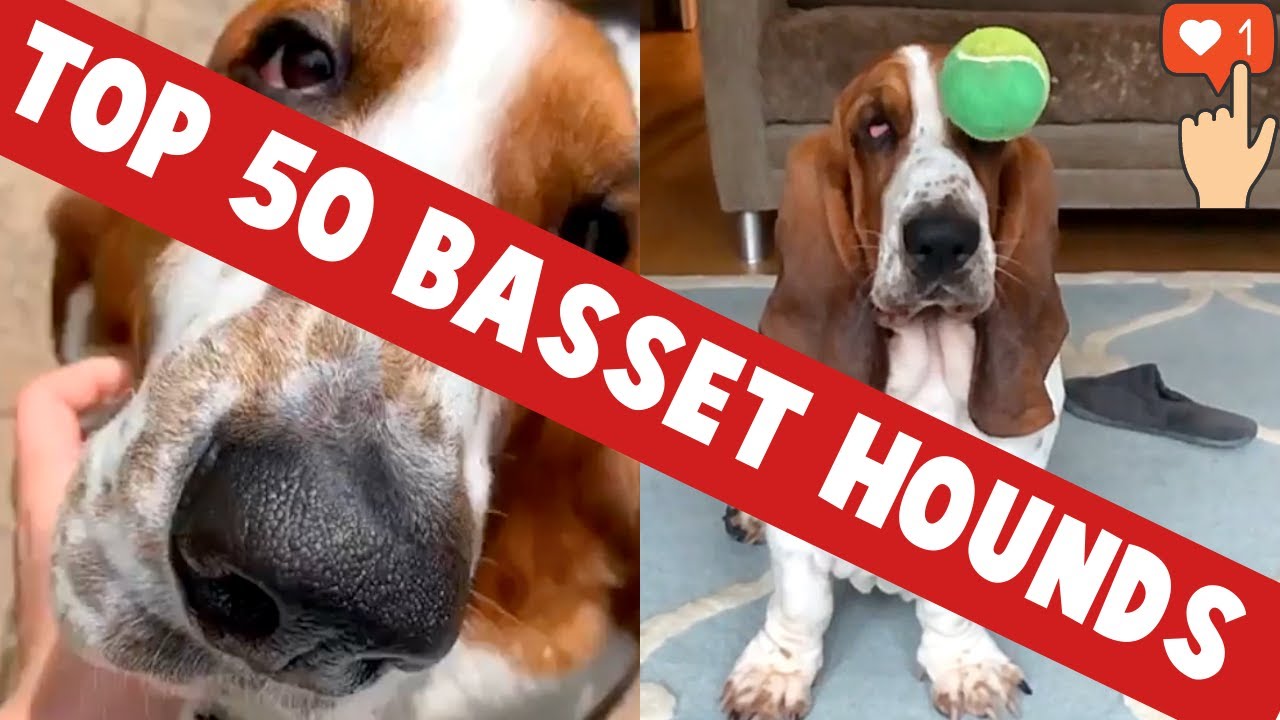 TOP 50 Funniest Basset Hound Moments Of 2021 | Cute Basset Hound Videos ...