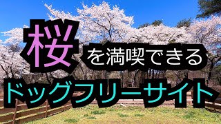 【Chillax Garden CAMP.024 チラックスガーデンキャンプ.024】ドッグフリーサイトは桜が満開！ワンコも自由にお花見を満喫できるコスパ最強のキャンプ場！