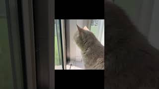 子猫にニャルソックはまだ早い！？【猫のいる暮らし】#shorts