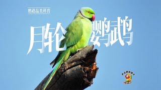 全网最全最详细的月轮鹦鹉介绍，科普了月轮鹦鹉的习性