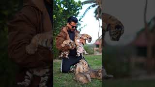 15 Days Old Beautiful Lion and Tiger Cub | Nouman Hassan