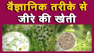 जीरे की खेती || वैज्ञानिक तरीके से जीरे की खेती || Cumin farming || जीरे की खेती कैसे करें