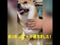 雷に怖がる柴犬🐕💦 柴犬 犬