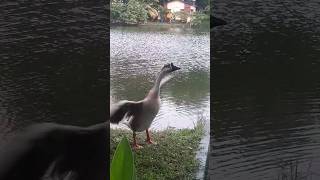 #❤️#vairalvideo #রাজহাস