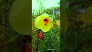 Nature flower videography